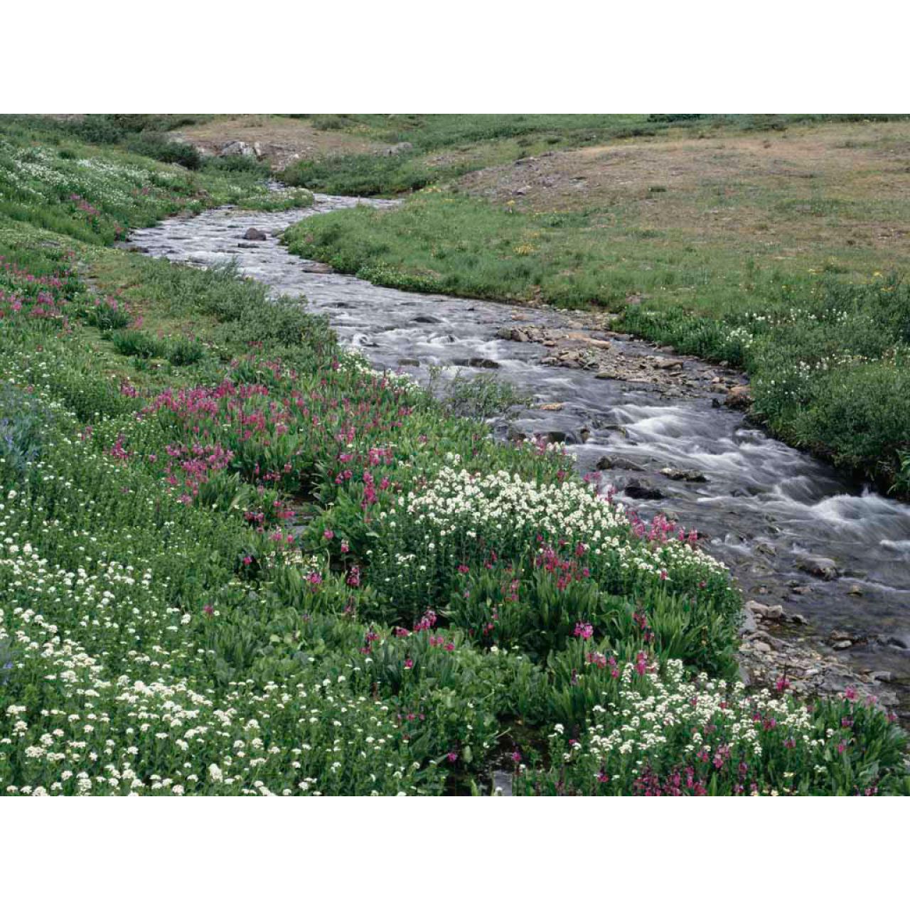 BLX six one tour (american version)